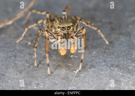 Dimorphic Jumper (Maevia inclemens) Foto Stock