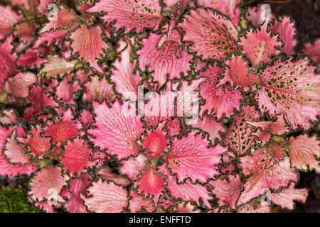 Fittonia albivenis cultivar, Mosaico / Impianto nervose, spettacolare luminosi rosso e rosa con foglie verde scuro bordi, attraente la copertura del terreno piante Foto Stock