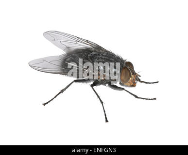 Casa comune-fly - Musca domestica Foto Stock