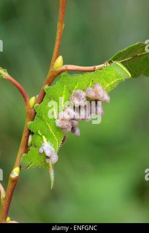 Eyed Hawkmoth larva - Smetrinthus ocellatus con parassitoide, Microplitis larve ocellatae & bozzoli. Foto Stock