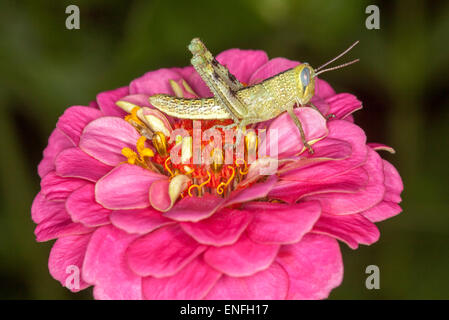 Verde chiaro / marrone grasshopper con occhio enorme visibile su vivid pink zinnia fiore contro sfondo verde scuro Foto Stock