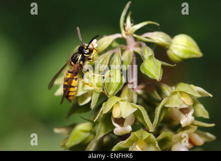 Common Wasp - Vespula vulgaris Foto Stock