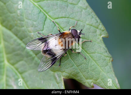 Hoverfly - Leucozona lucorum - maschio. Foto Stock