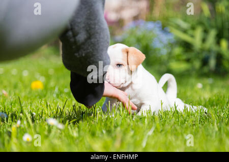 Mixed-breed carino piccolo cucciolo in giro. Foto Stock