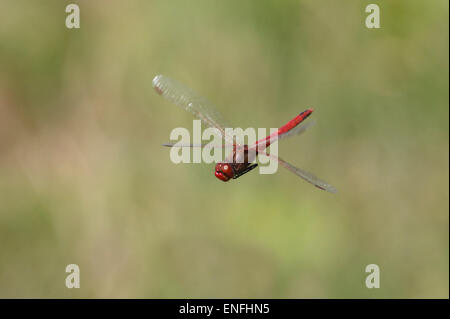 Rosso-venato Darter - Sympetrum fonscolombii Foto Stock