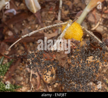 Orde di minuscoli spiderlings nero accanto a spider's uovo sac intrecciata con il giallo oro Seta e da cui avevano recentemente a tratteggio Foto Stock