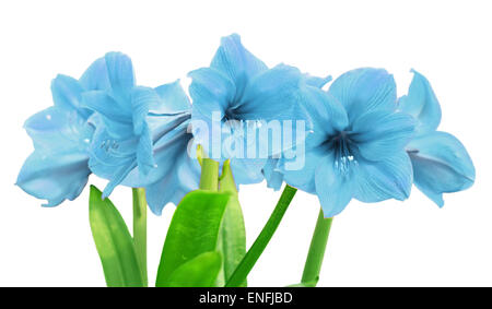 Blu fiore amaryllis isolati su sfondo bianco Foto Stock