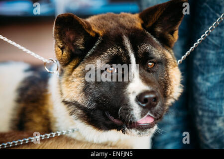 Akita Americano cane Close Up ritratto. La messa a fuoco sugli occhi Foto Stock
