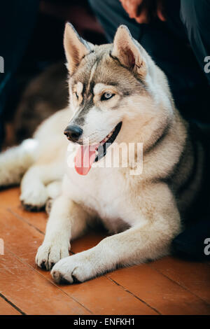 Chiudere i giovani Husky eschimese cane seduto sul pavimento in legno Foto Stock