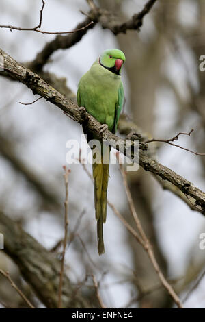 Anello di colli di parrocchetto, Psittacula krameri, singolo uccello sul ramo, Londra, marzo 2015 Foto Stock