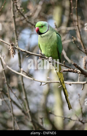 Anello di colli di parrocchetto, Psittacula krameri, singolo uccello sul ramo, Londra, marzo 2015 Foto Stock
