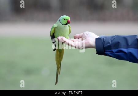 Anello di colli di parrocchetto, Psittacula krameri, singolo uccello sul ramo, Londra, marzo 2015 Foto Stock