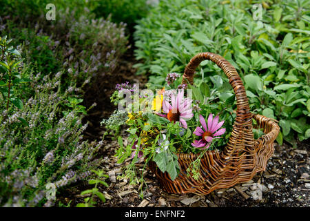 Cestello di erbe con raccolte erbe medicinali, orto di erbe aromatiche, erbe theme park, Bad Heilbrunn, Alta Baviera, Baviera, Germania Foto Stock