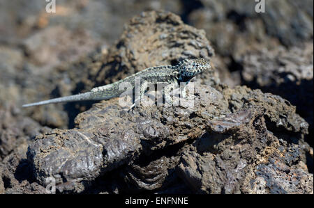 Galapagos Lucertola di lava (Microlophus albemarlensis), Punta Moreno, Isabela Island, Isole Galapagos, Ecuador Foto Stock