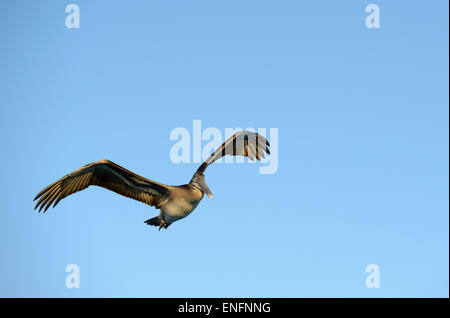 Pellicano marrone (Pelecanus occidentalis), Elizabeth Bay, Isabela Island, Isole Galapagos, Ecuador Foto Stock