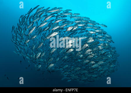 Sciame trevallies Obeso (Caranx sexfasciatus), Bali Foto Stock