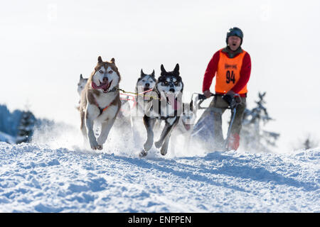 Sled Dog racing, sled dog team nel paesaggio invernale, Unterjoch, Oberallgäu, Baviera, Germania Foto Stock