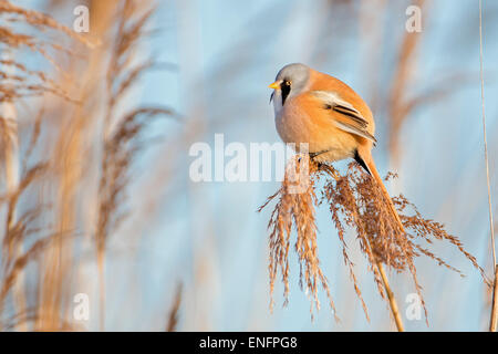 Barbuto Reedling (Panurus biarmicus), maschio appollaiato su uno stelo, Riserva della Biosfera dell'Elba centrale, Sassonia-Anhalt, Germania Foto Stock