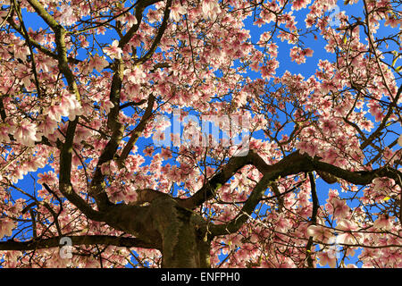 Fioritura albero di magnolia, piattino magnolia (Magnolia soulangeana x), fiori di magnolia contro il cielo blu, Germania Foto Stock