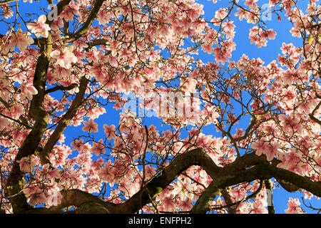 Fioritura albero di magnolia, piattino magnolia (Magnolia soulangeana x), fiori di magnolia contro il cielo blu, Germania Foto Stock