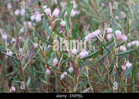 Bog-rosmarino (Andromeda polifolia), Emsland, Bassa Sassonia, Germania Foto Stock