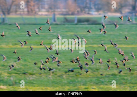 Per gli storni comune (Sturnus vulgaris), gregge volare su un prato, Turingia, Germania Foto Stock