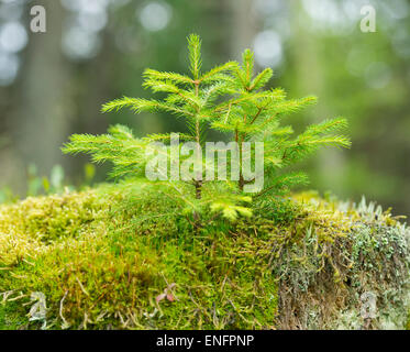 Giovani Norvegia abete rosso (Picea abies), che cresce su MOSS, Parco Nazionale di Harz, Bassa Sassonia, Germania Foto Stock