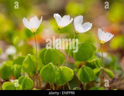 Wood Sorrel (Oxalis acetosella), fioritura, Bassa Sassonia, Germania Foto Stock