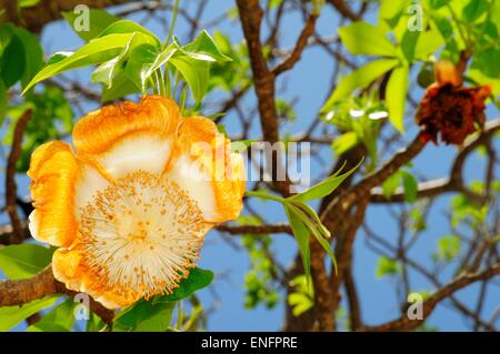 Baobab (Adansonia digitata) con il fiore, Mayotte Foto Stock