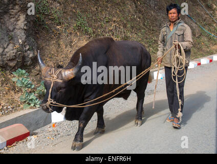 Uomo con un Gaur in strada, Mindat, Myanmar Foto Stock