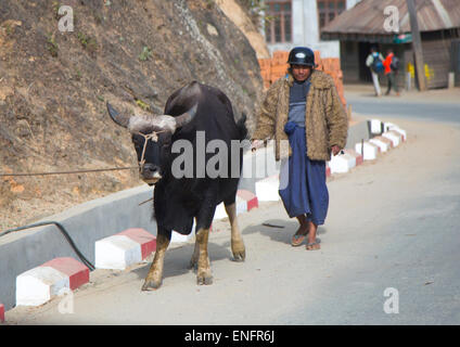 Uomo con un Gaur in strada, Mindat, Myanmar Foto Stock