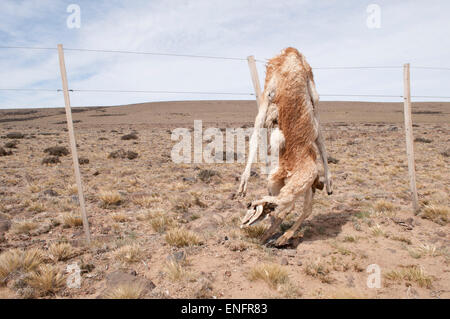 Guanaco (Lama guanicoe) è morto in un recinto, Argentina Foto Stock