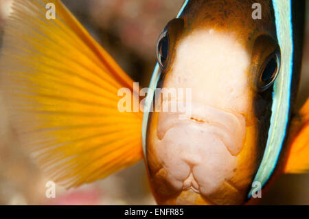 Clark (Anemonefish Amphiprion clarkii), Bali, Indonesia Foto Stock