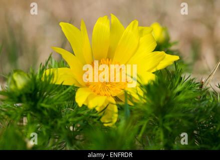 Molla del fagiano occhio (Adonis vernalis), Siegendorfer Pußta, Burgenland settentrionale, Burgenland, Austria Foto Stock