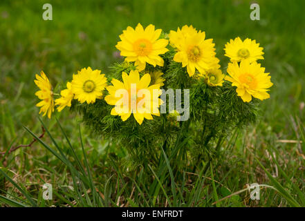 Molla del fagiano occhio (Adonis vernalis), Thenau riserva naturale, la parte settentrionale del Burgenland, Burgenland, Austria Foto Stock