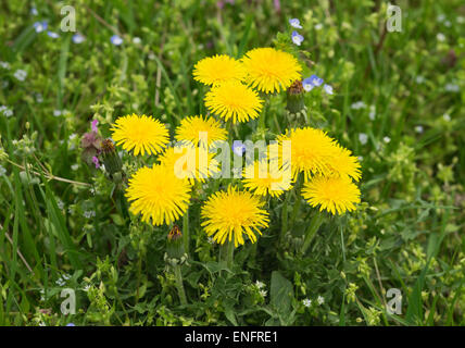 Comune di tarassaco (Taraxacum officinale), Burgenland, Austria Foto Stock