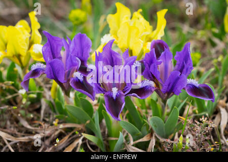 Nana (iris Iris pumila), la parte settentrionale del Burgenland, Burgenland, Austria Foto Stock