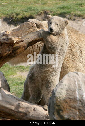 Di quattro mesi Polar Bear Cub (Ursus maritimus) giocando con un registro, in piedi sulle zampe posteriori Foto Stock