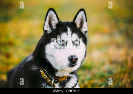 Giovani felici Husky cucciolo di cane eschimese seduto in erba Outdoor Foto Stock