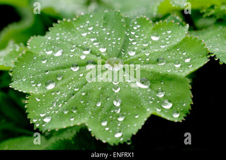 Lady del mantello (Alchemilla sp) con gocce di rugiada, Nord Reno-Westfalia, Germania Foto Stock