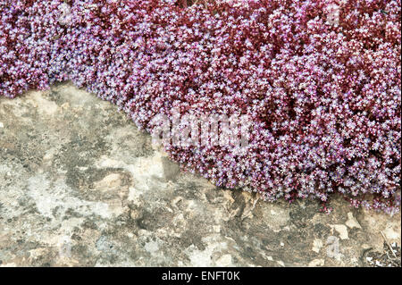 Cielo di pietra-crop (Sedum caeruleum), Malta Foto Stock