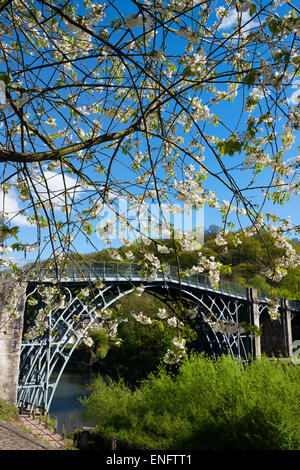 Primavera sbocciano i fiori in Ironbridge, Shropshire, Inghilterra. Foto Stock