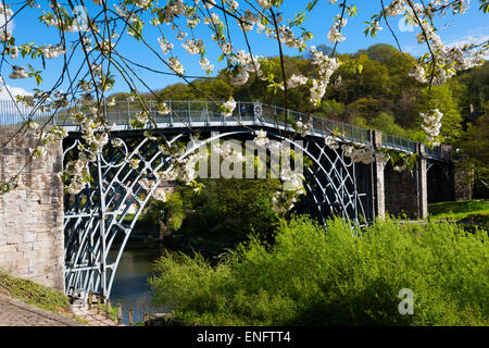 Primavera sbocciano i fiori in Ironbridge, Shropshire, Inghilterra. Foto Stock