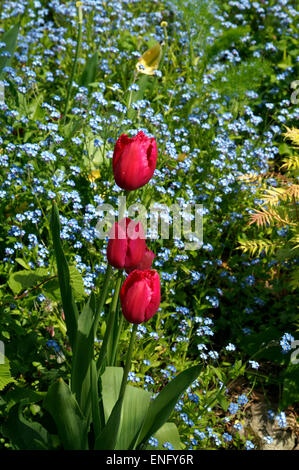 Tulipani e non ti scordar di me, Physic Garden, Cowbridge, Vale of Glamorgan, South Wales, Regno Unito. Foto Stock