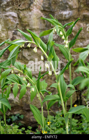 Bianco cuore di spurgo Dicentra spectabilis Alba, Physic Garden, Cowbridge, Vale of Glamorgan, South Wales, Regno Unito. Foto Stock