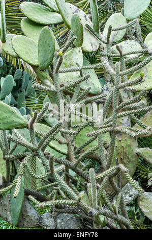 Villa Paterno, Sicilia, Italia. Esemplari di Cactus che cresce in questo giardino botanico sotto il Monte Etna Foto Stock