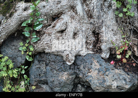 Villa Paterno, Catania, Sicilia, Italia. Un viso grottesco nelle radici di un vecchio albero di olivo che cresce su lava vulcanica Foto Stock