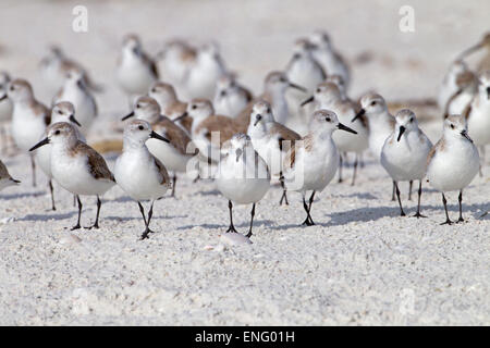 Sanderlings Calidris alba alimentazione tideline sulla costa del Golfo della Florida USA Foto Stock