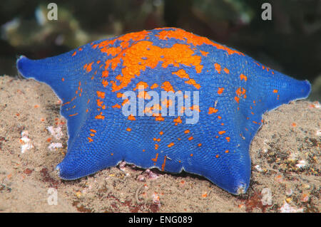 Starphish Asterina (patiria pectinifera) Giappone Mare, Estremo Oriente, Primorsky Krai, Federazione russa Foto Stock