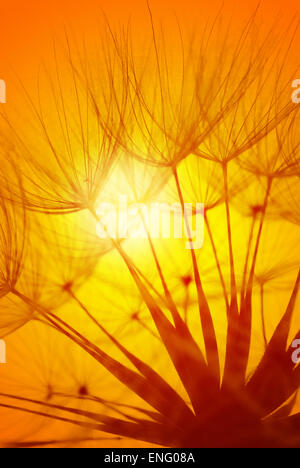 Testa del vento closk contro l'impostazione golden arancio caldo bagliore del sole al tramonto di sera Foto Stock